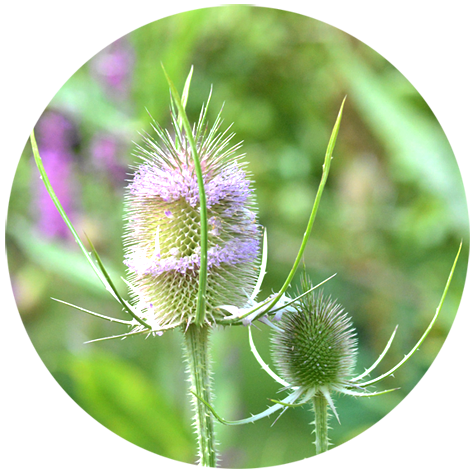 Regionale Wildstaudengärtnerei Hummel